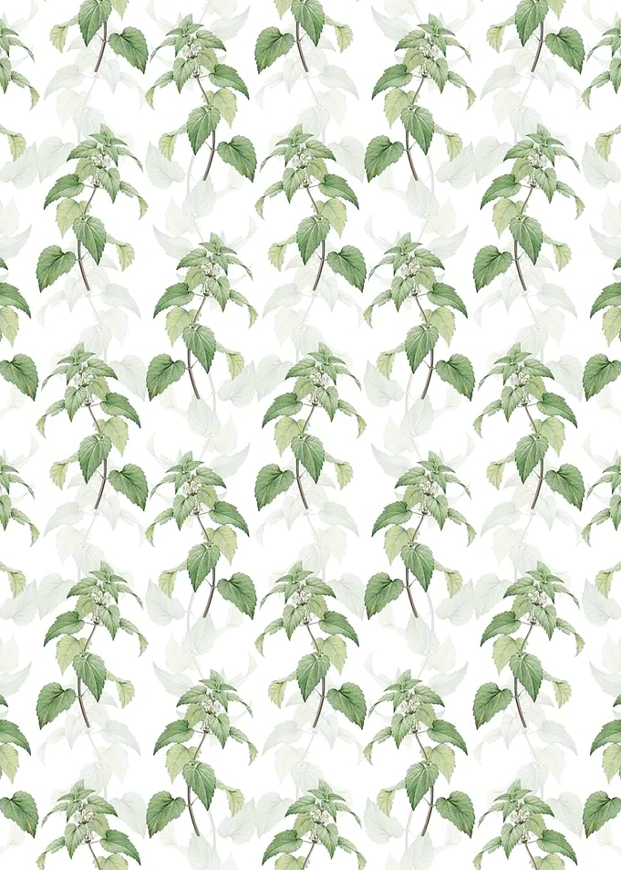 White Dead Nettle Plant