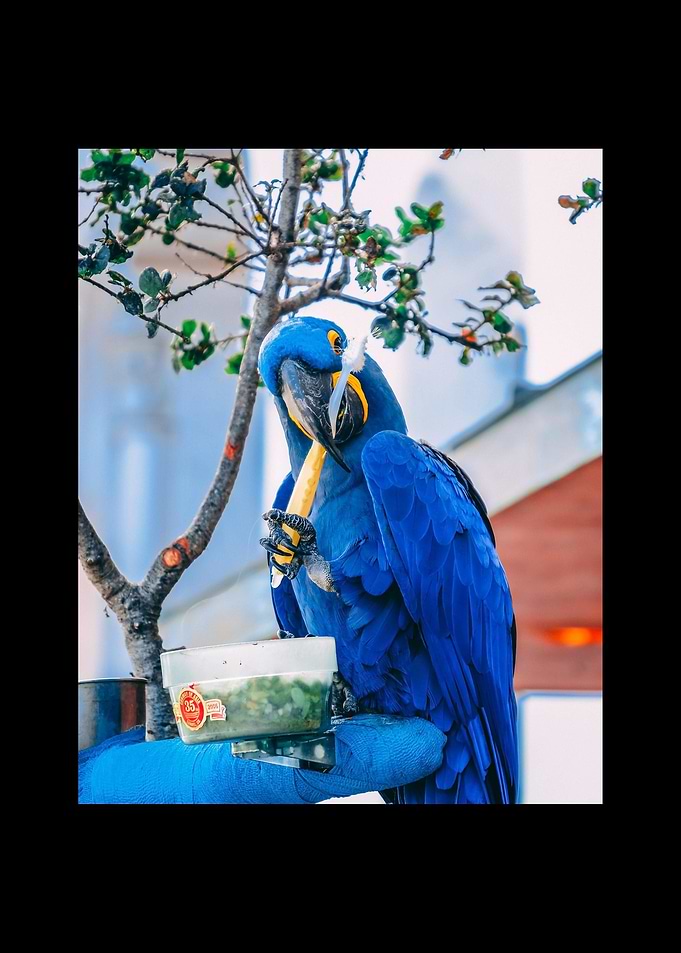 Parrot