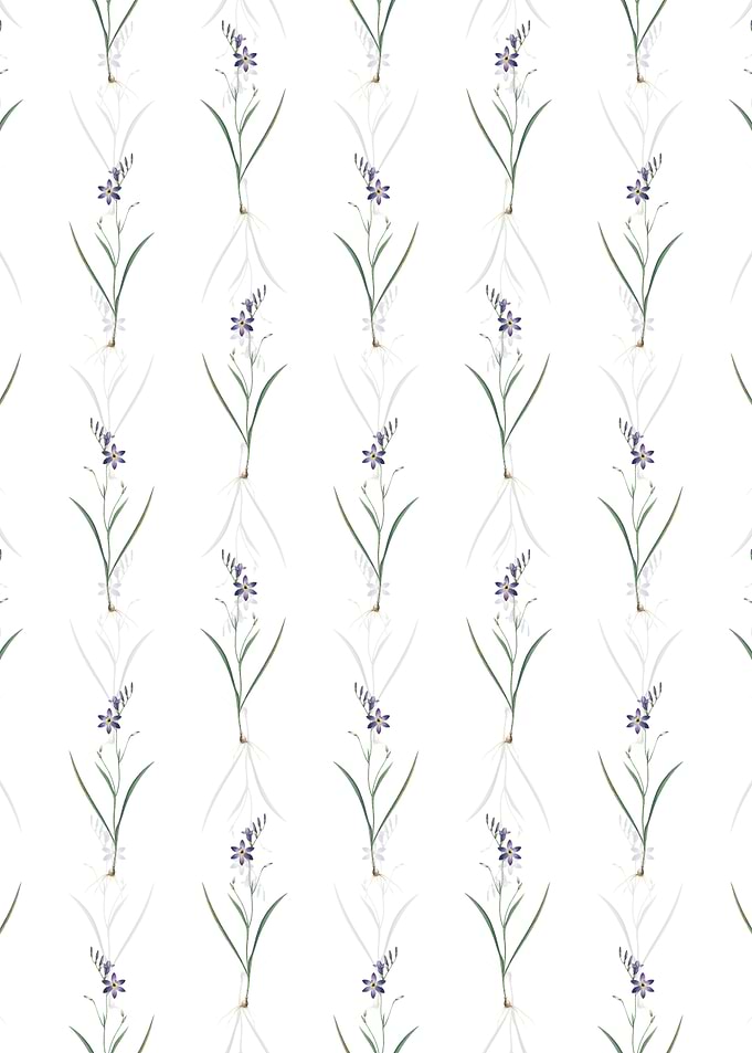 White Ixia Secunda Pattern