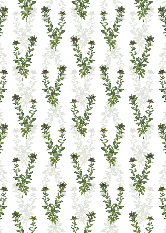 Daphne Sericea Pattern