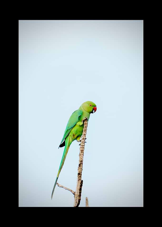Parrot