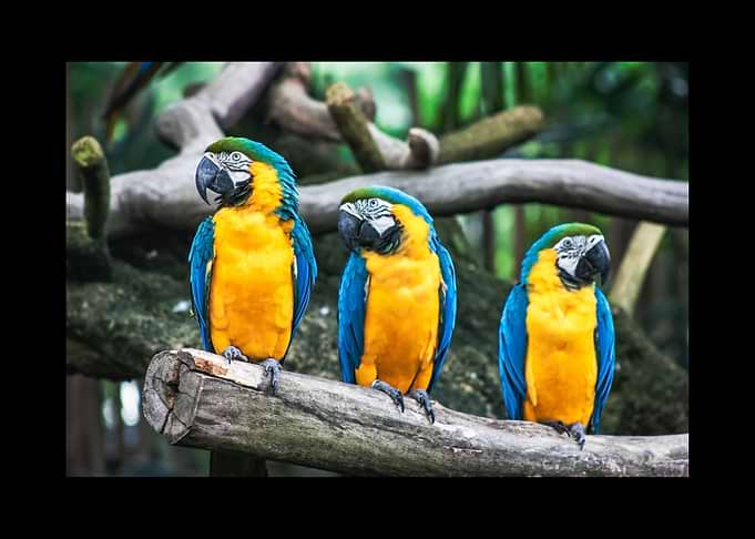 Parrot