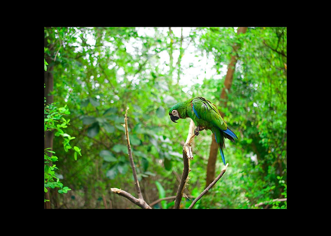 Parrot