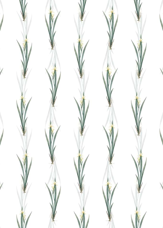 Yellow Banded Iris Pattern