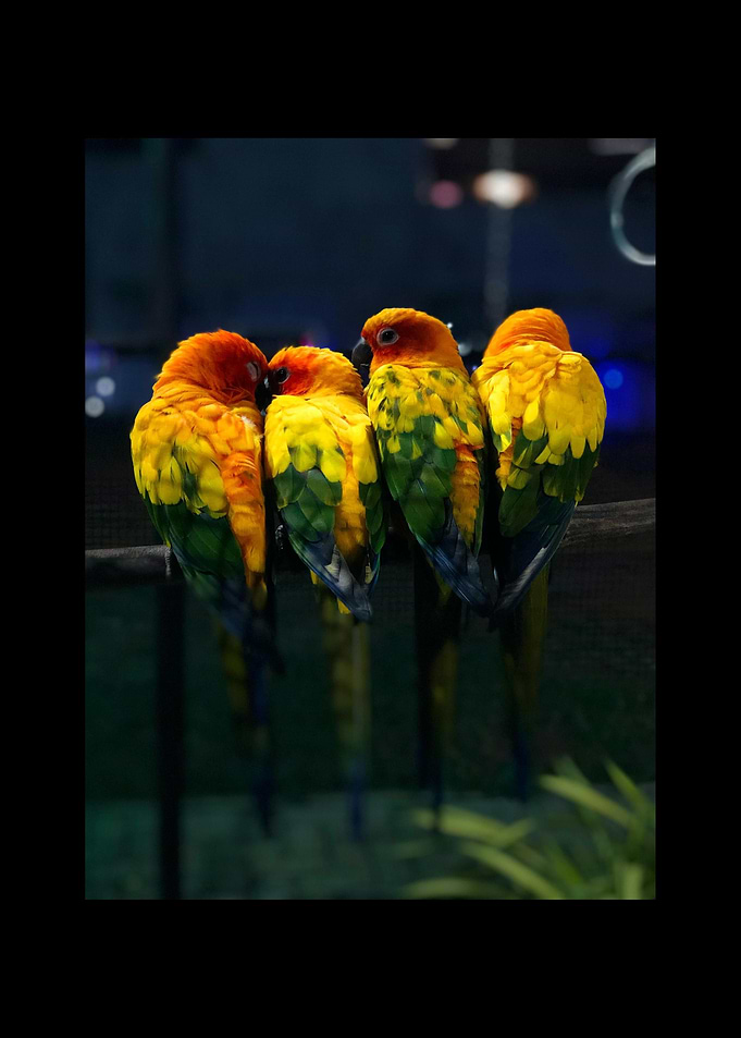 Parrot