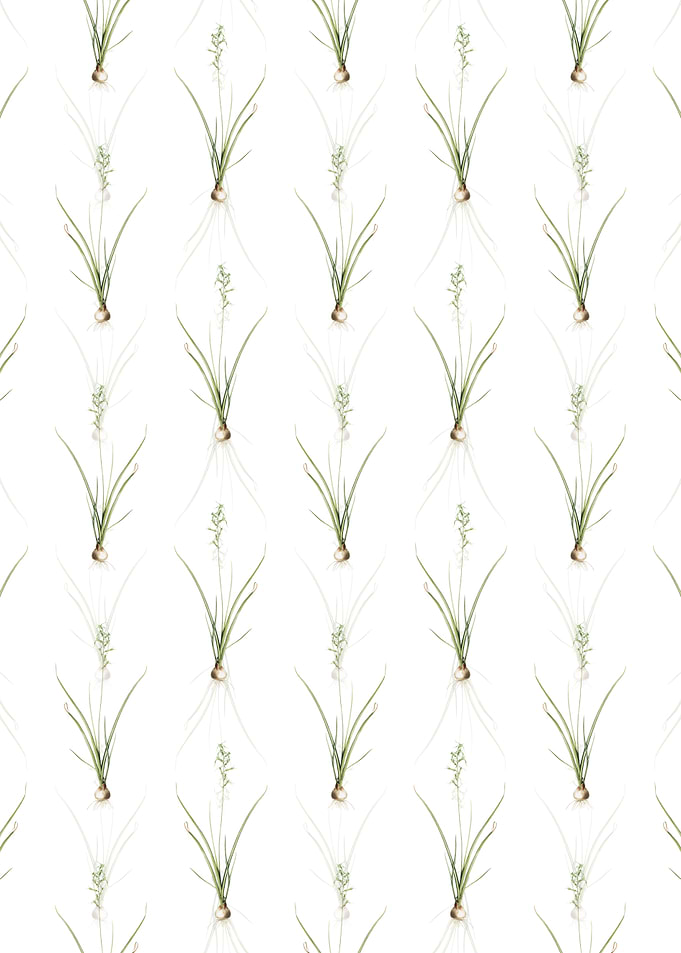 Hyacinthus Viridis Pattern