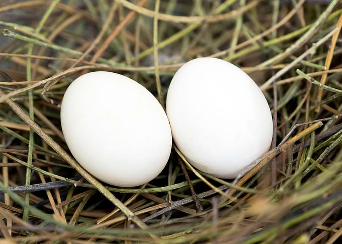 Eggs pigeon pair in nest
