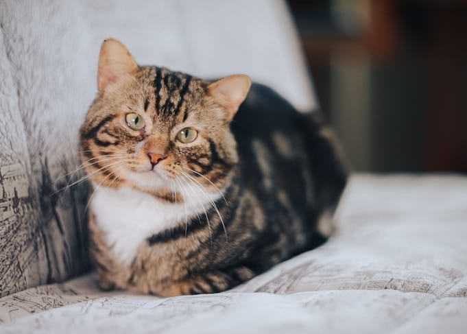 Cat Cats Feline Kitty