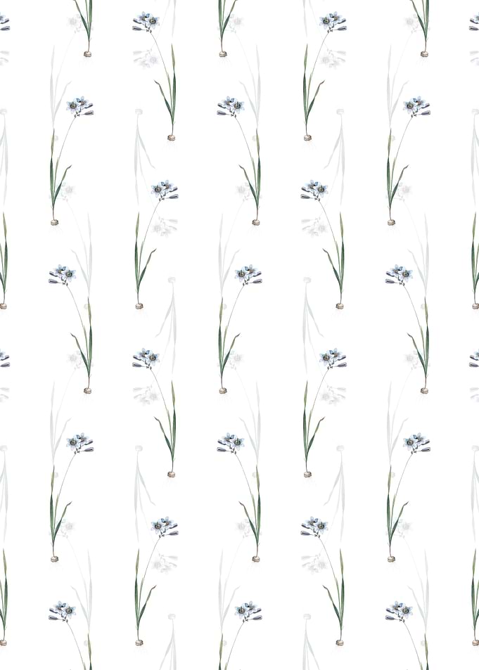 Galaxia Ixiaeflora Pattern