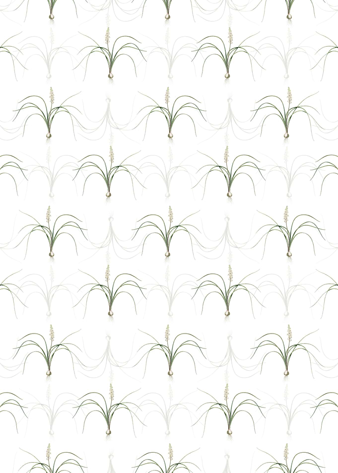 Lachenalia Angustifolia