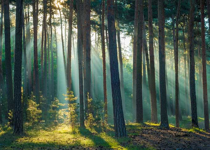 Light in the Woods