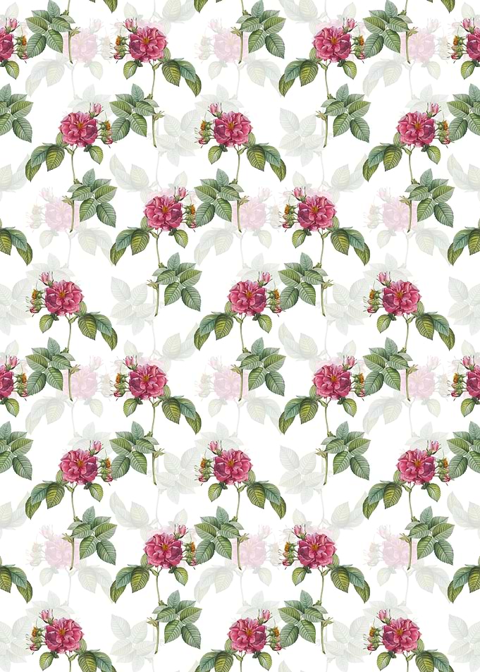White Pink Francfort Rose