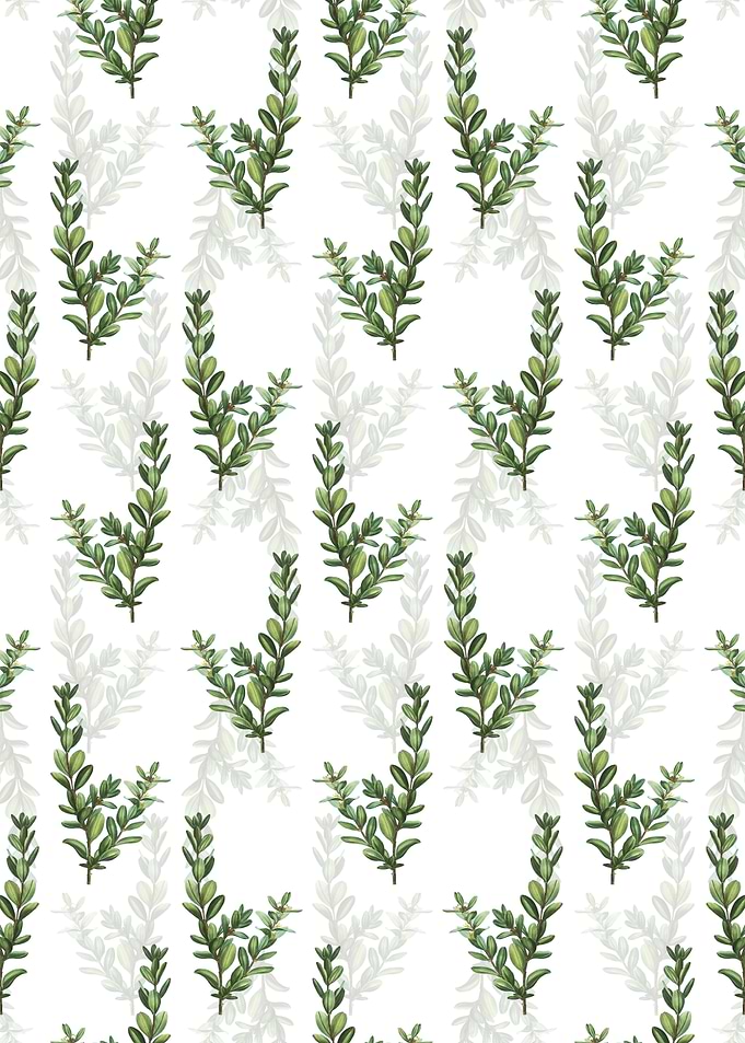 White Buxus Colchica Bush