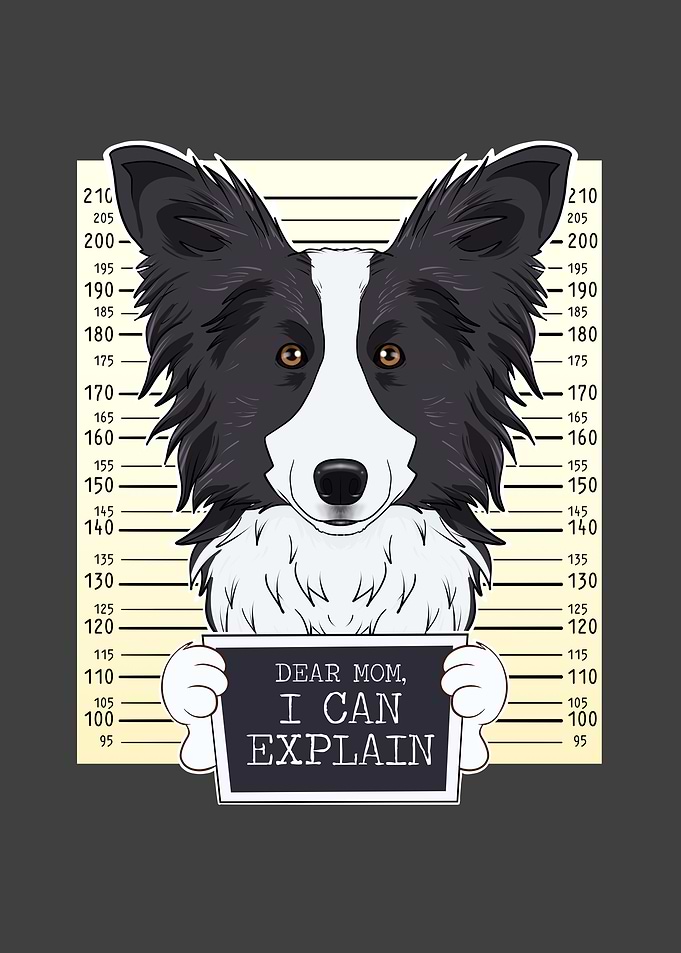 Border Collie Dog Dad