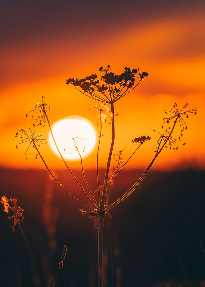 Sun and flower