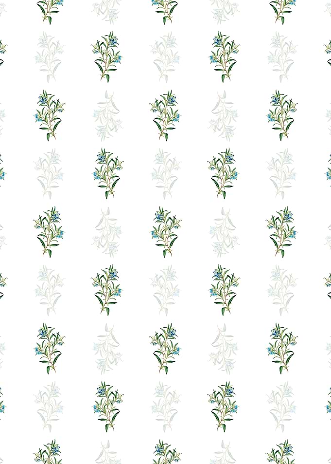 Blue Narrow Leaved Sollya
