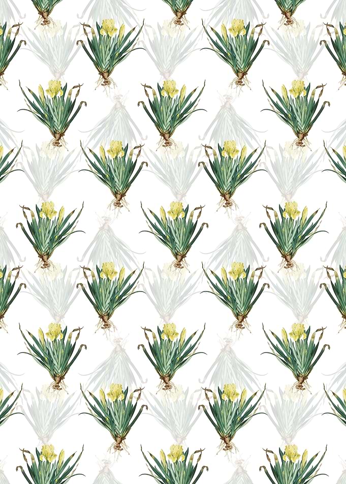 White Crimean Iris Pattern