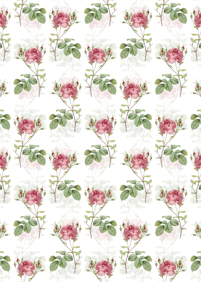 White Pink Cumberland Rose