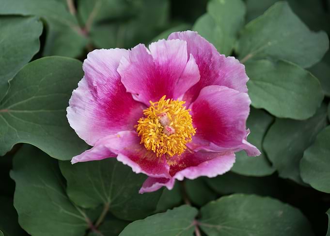 Peony Flower Blooming