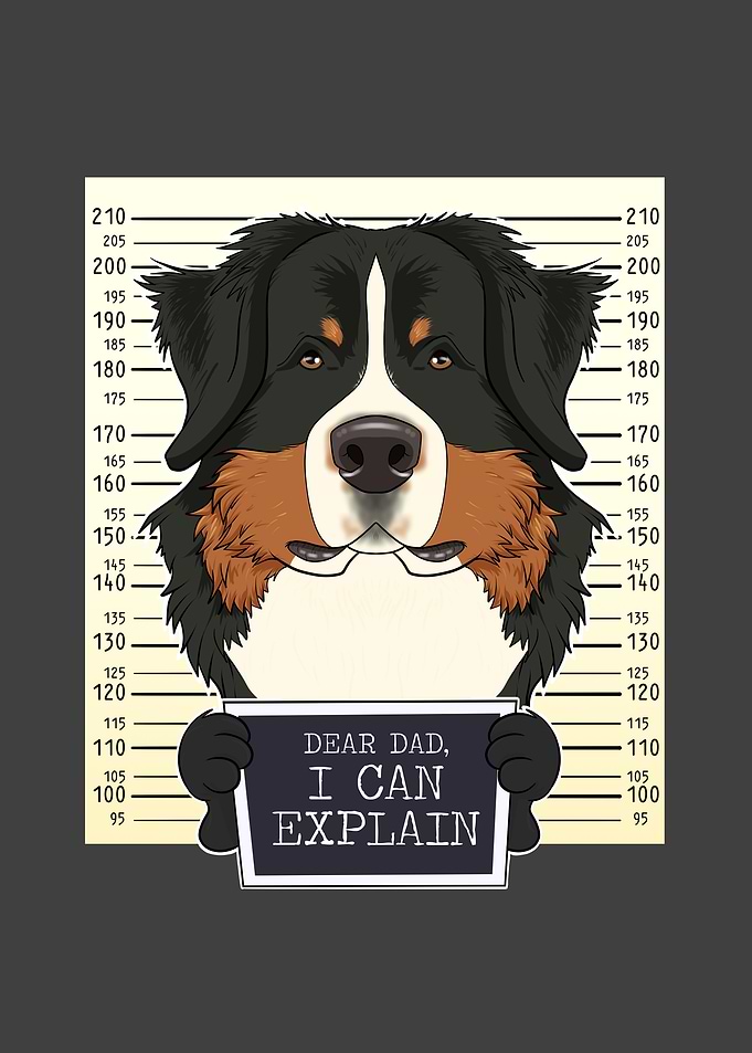 Bernese Mountain Dog Dad