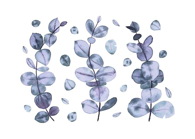 Gray Eucalyptus Leaves
