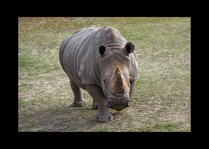 Rhino