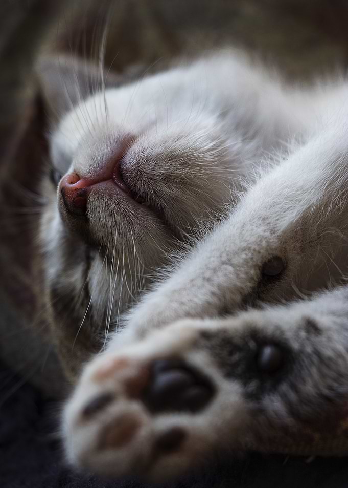 Cat Cats Feline Kitty