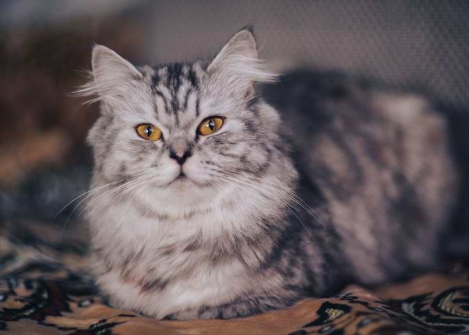 Cat Cats Feline Kitty