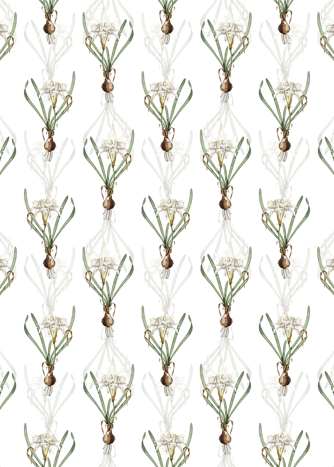 White Sea Daffodil Pattern