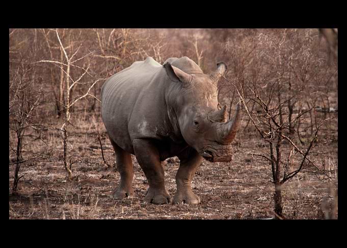 Rhino