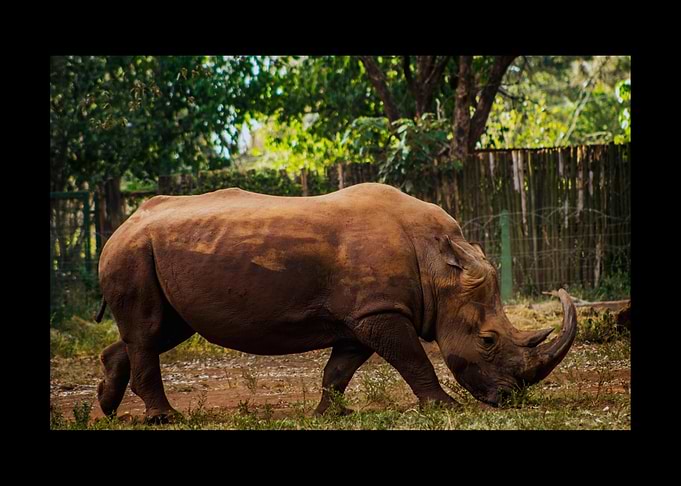 Rhino