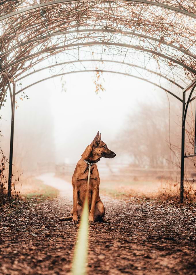 Foggy Dog