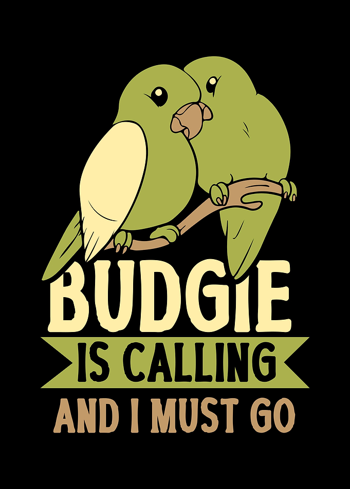 Budgie Budgeriga