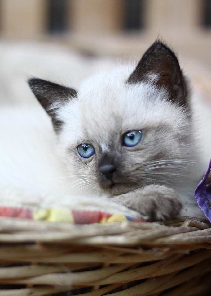 Cat Cats Feline Kitty