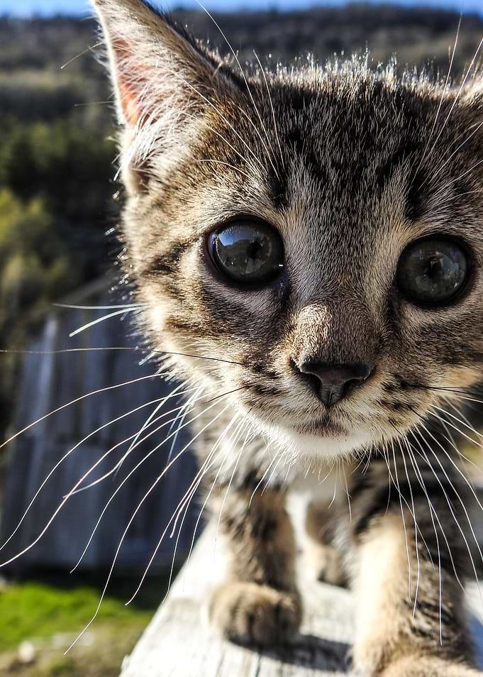 Cat Cats Feline Kitty