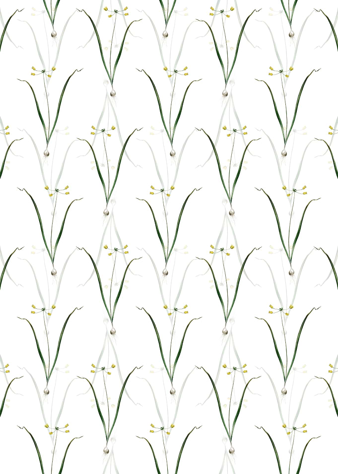 Allium Scorzonera Folium