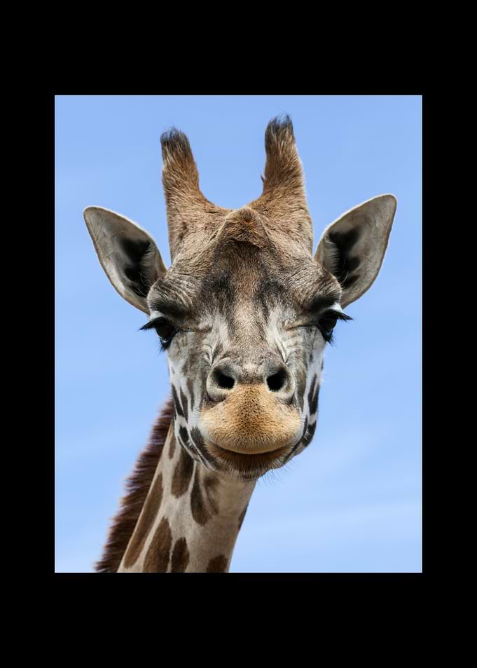 Giraffe