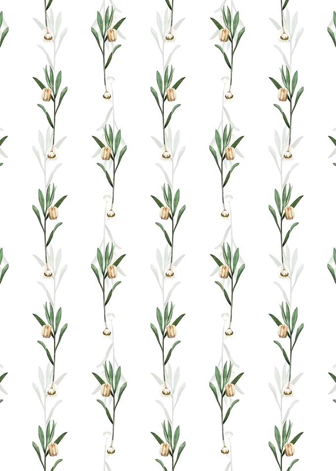 Fritillaria Latifolia