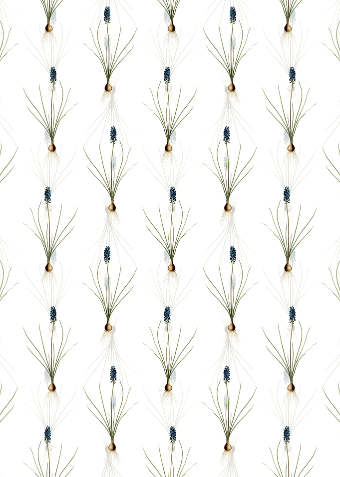 Grape Hyacinth Pattern
