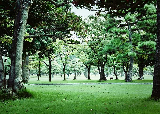 Trees