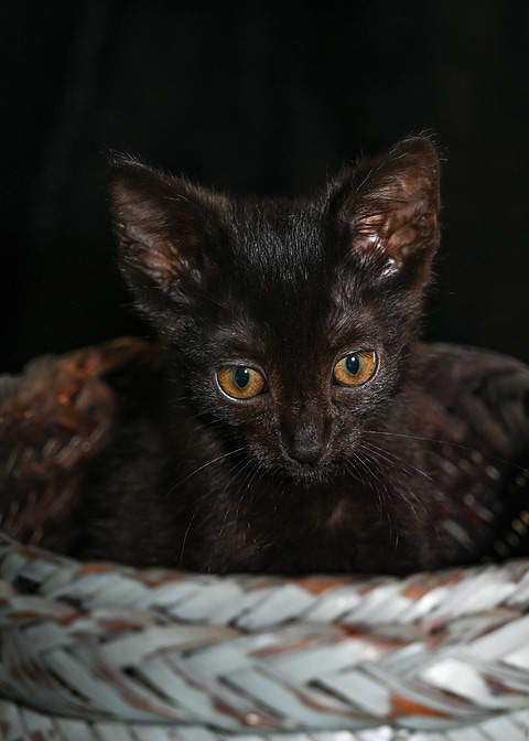 Dark Kittens