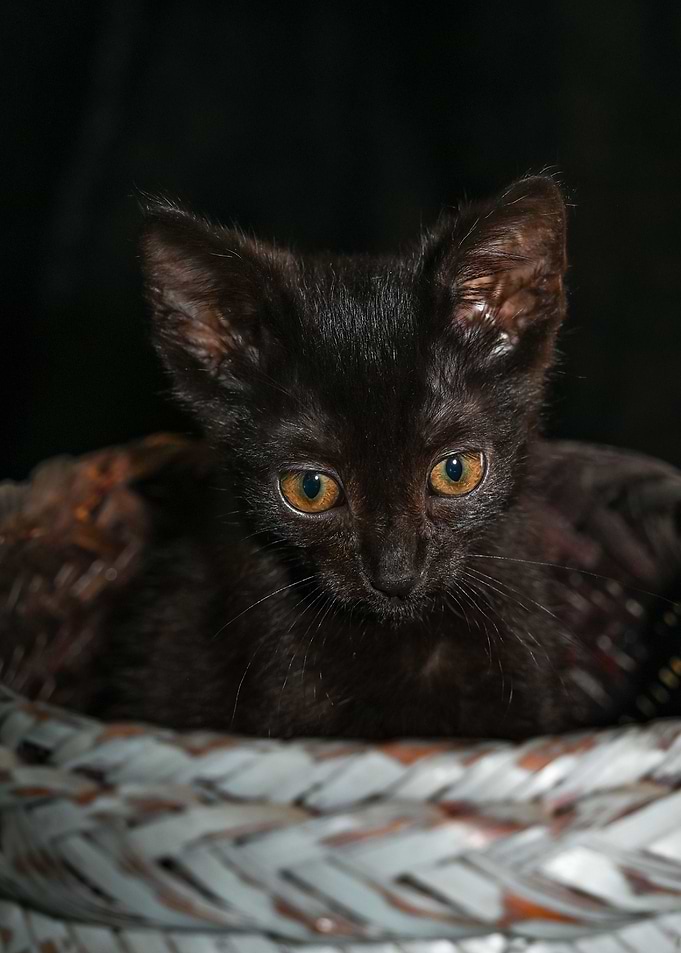 Dark Kittens
