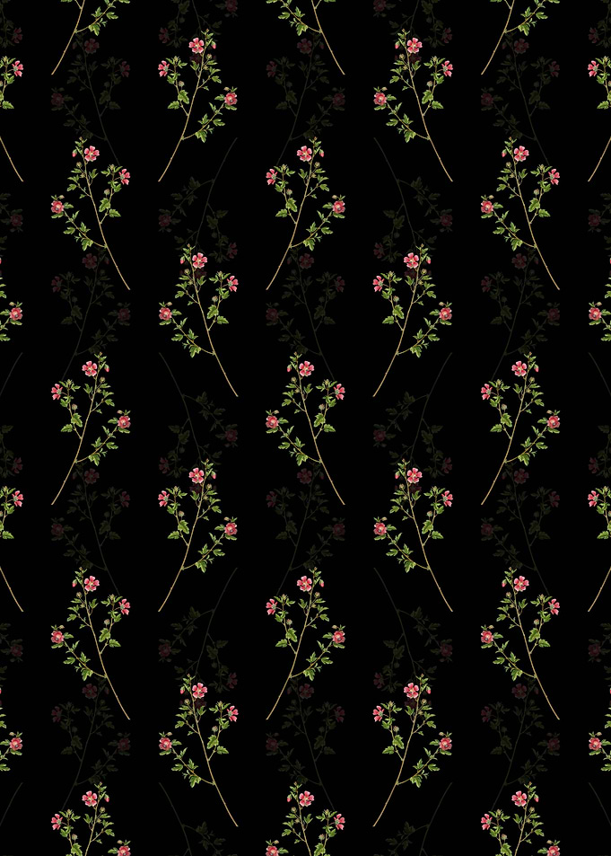 Cape African Queen Pattern