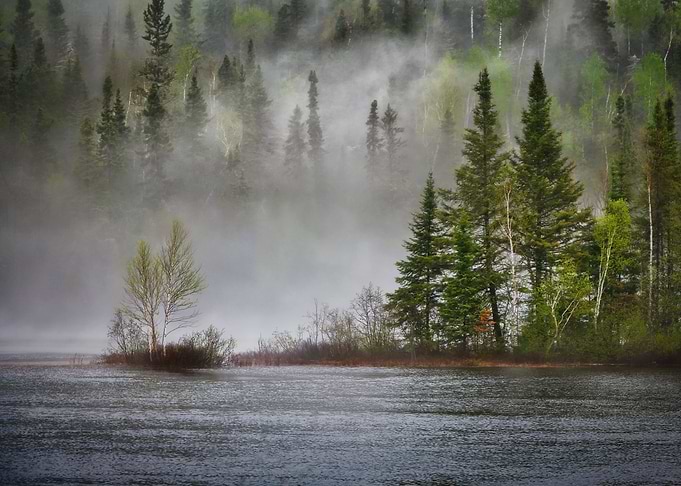 Forests in the mist