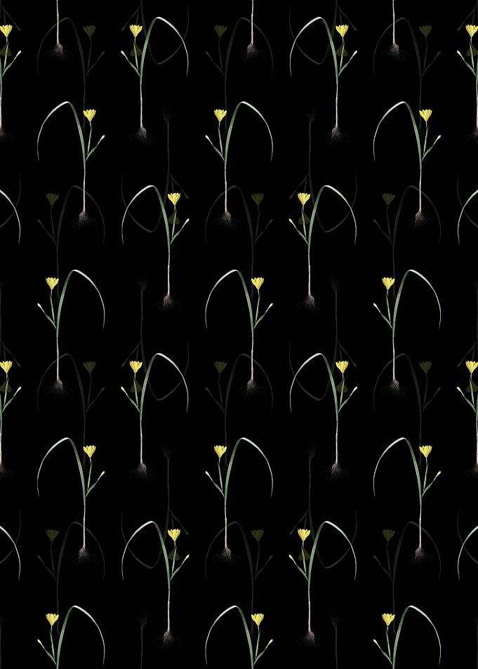 Floral Cape Tulip Pattern