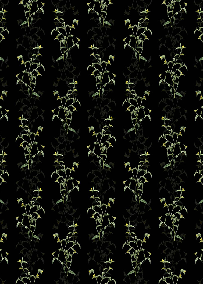 Commelina Africana Pattern