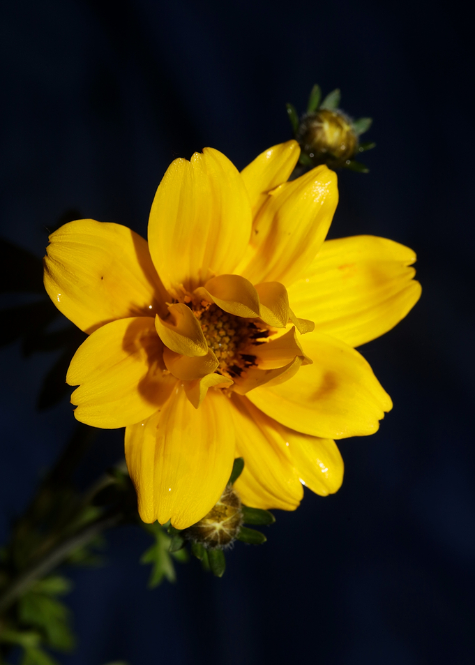 Yellow flower blossoming