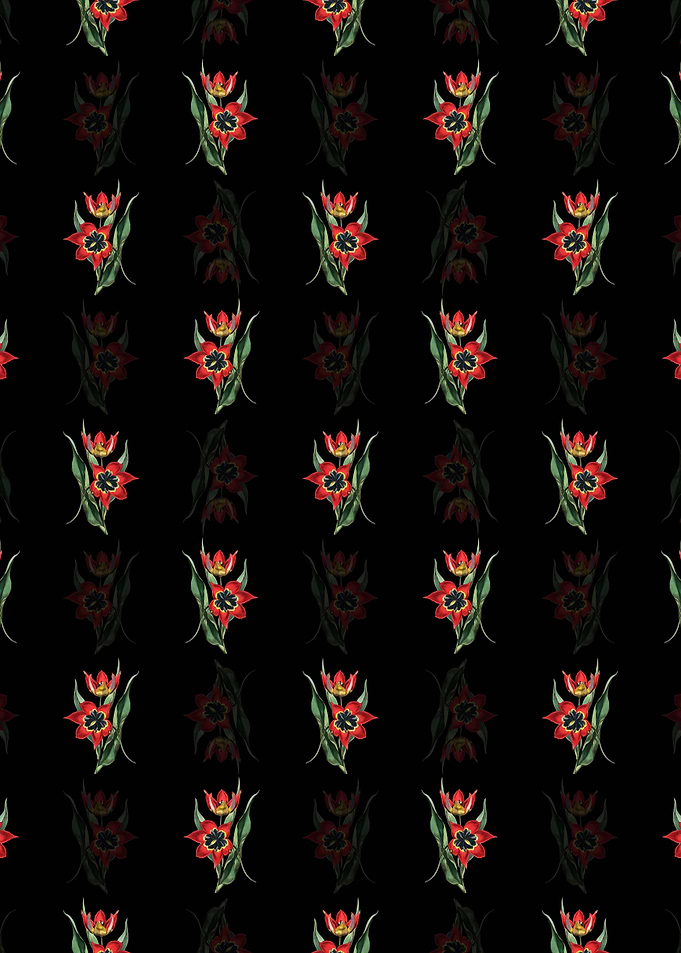 Red Strong Smelling Tulip