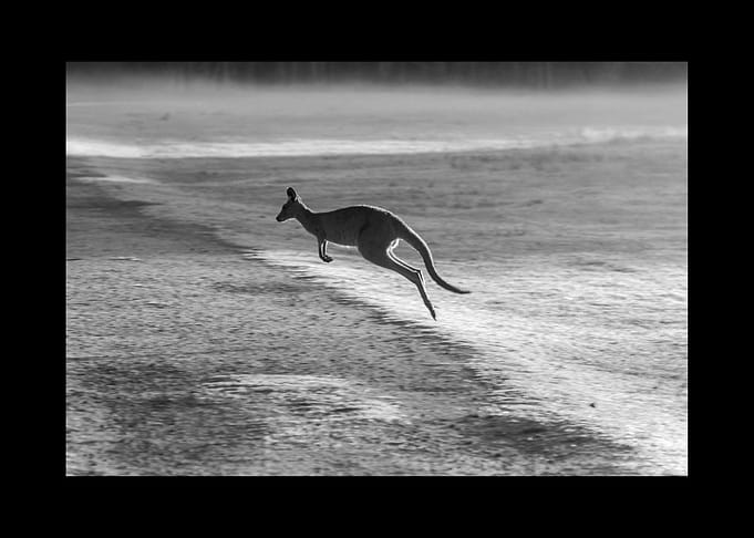 Kangaroo