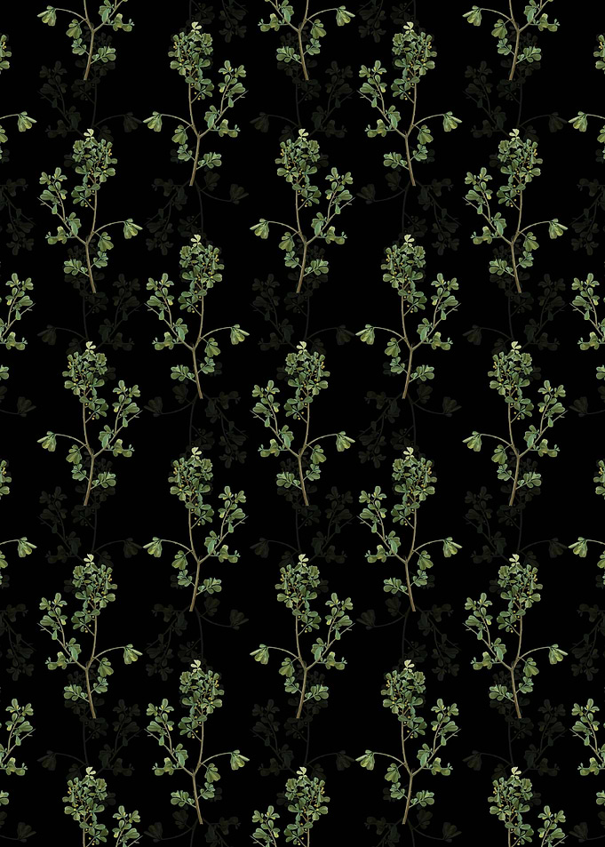 European Buckthorn Pattern